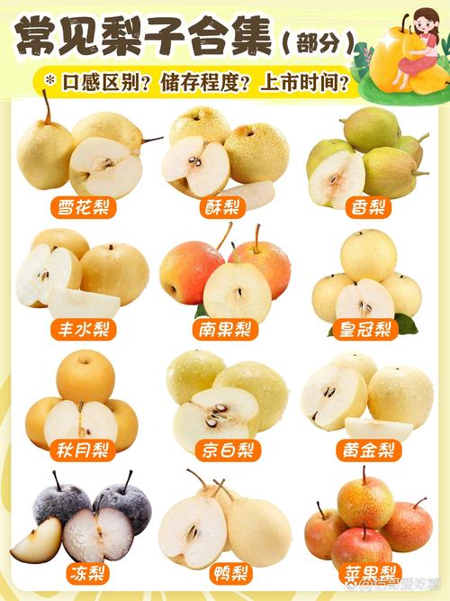 梨子什么时候吃好