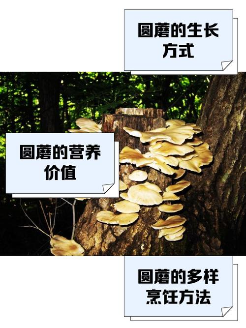 圆圆的蘑菇像什么
