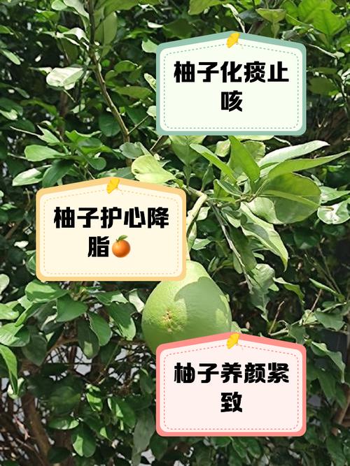 柚子有什么功效与作用