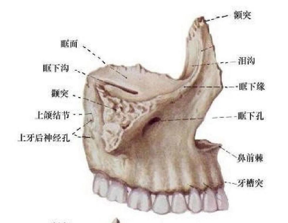 上颌骨属于什么骨