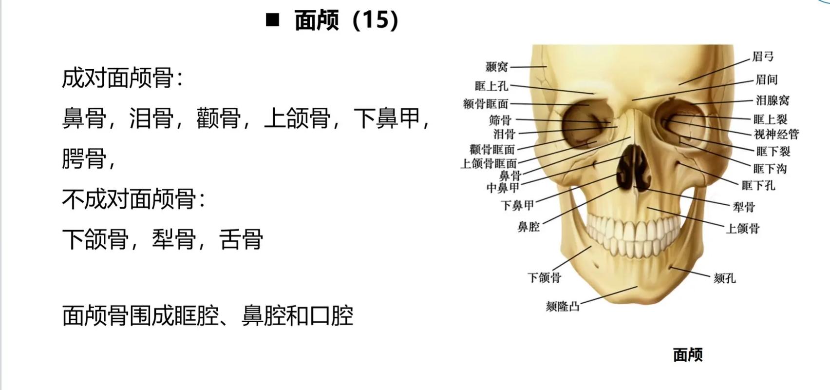 上颌骨属于什么骨