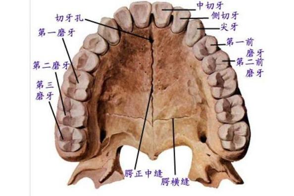 上颌骨属于什么骨