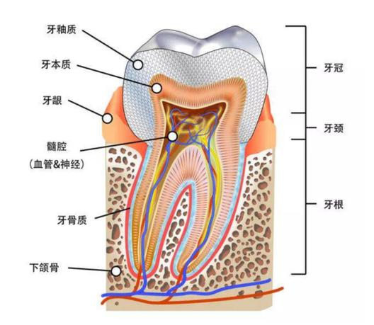牙根在什么位置
