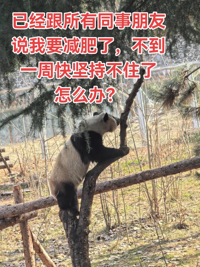 什么动物减肥