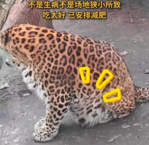 什么动物减肥