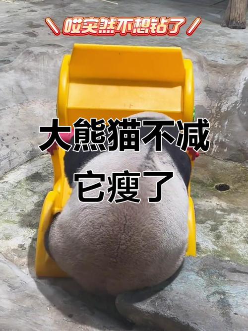 什么动物减肥