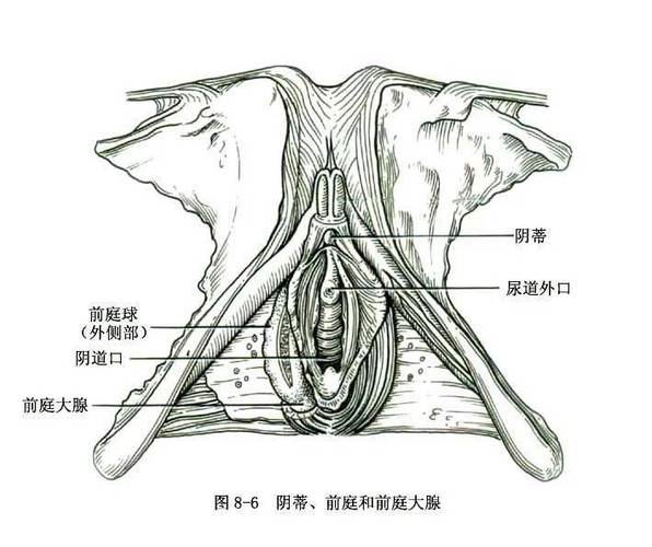 小阴唇是什么样的