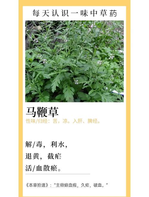 马鞭草是什么味道