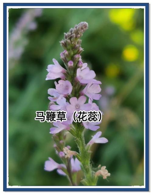 马鞭草是什么味道