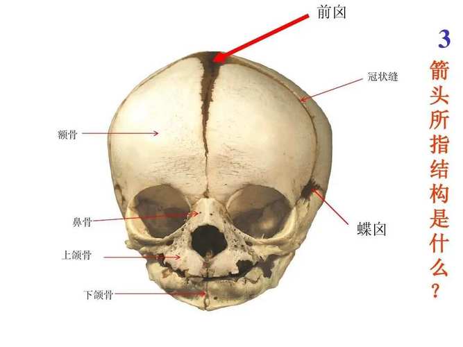 额骨是什么骨