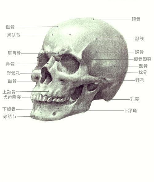 额骨是什么骨