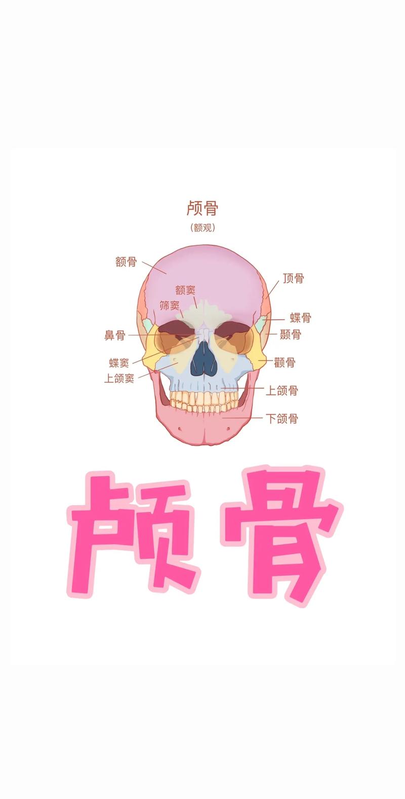 额骨是什么骨