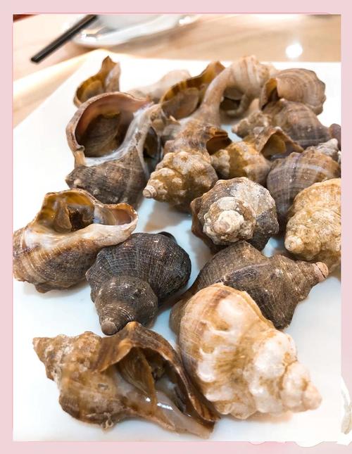 海螺什么季节吃最新鲜
