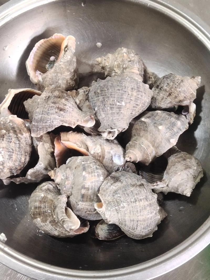 海螺什么季节吃最新鲜