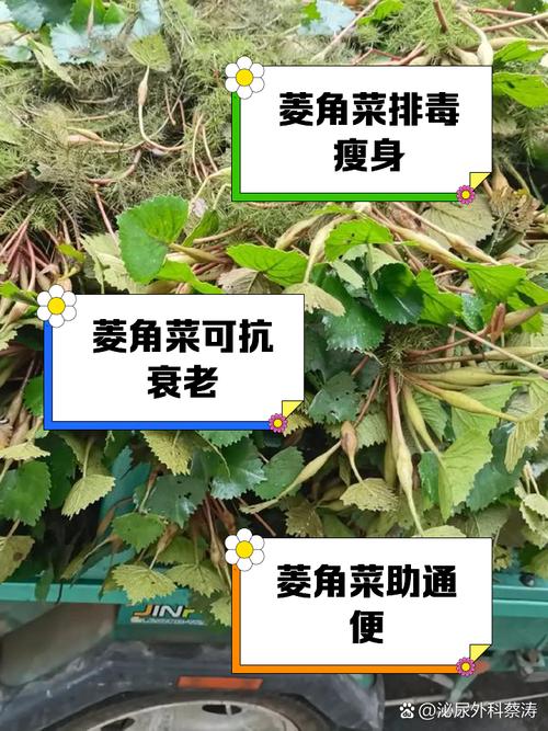 菱角为什么减肥
