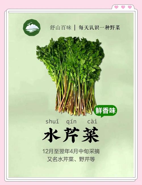 芹菜有什么营养价值
