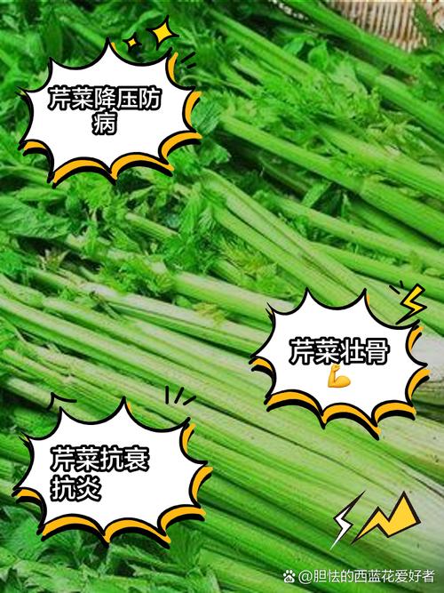 芹菜有什么营养价值