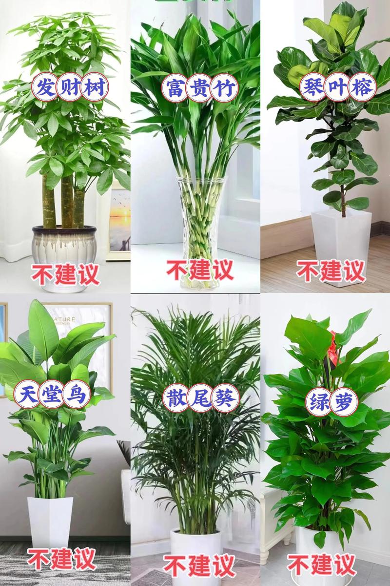 室内养什么花草最好
