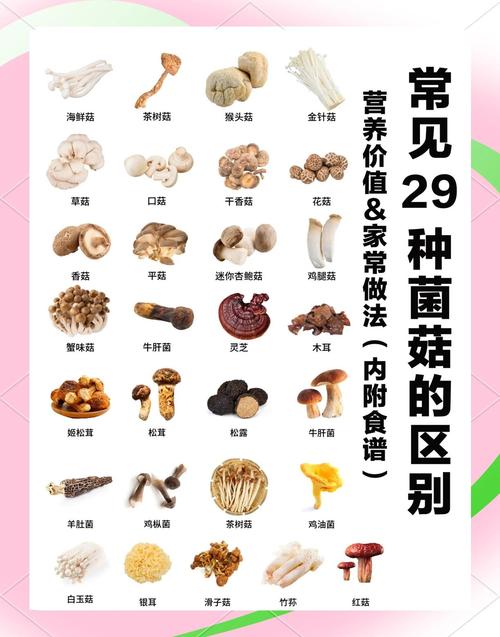 什么蘑菇最有营养