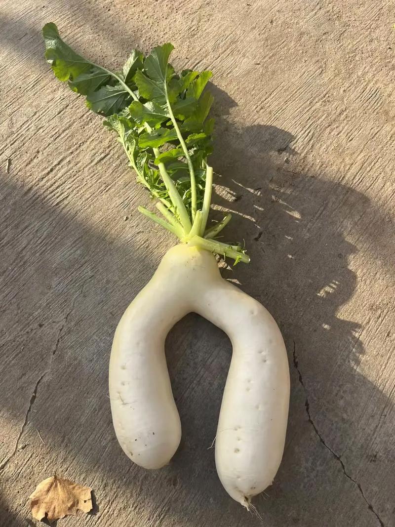 什么是萝卜腿