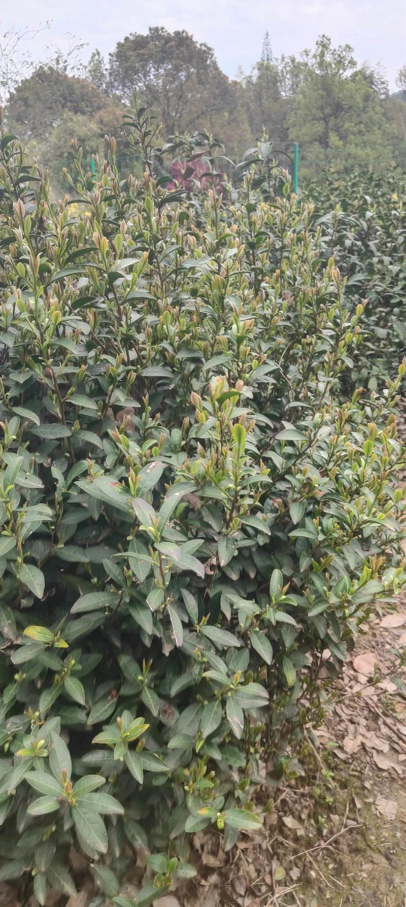 什么茶树好