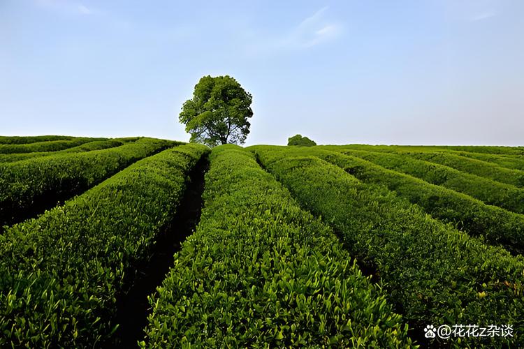 什么茶树好