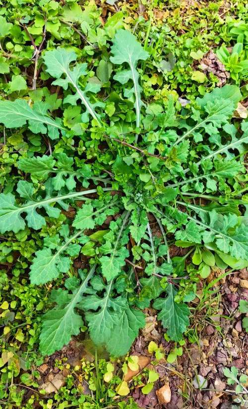 什么野菜减肥最快