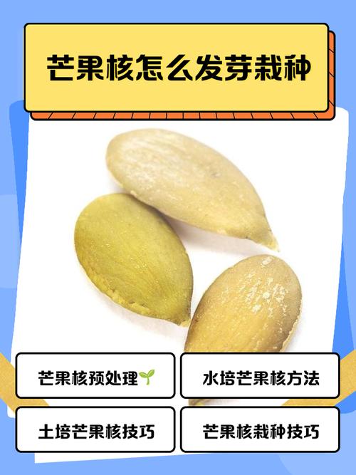芒果核有什么用