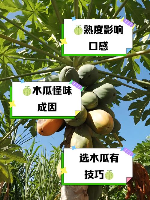 木瓜什么时候可以吃