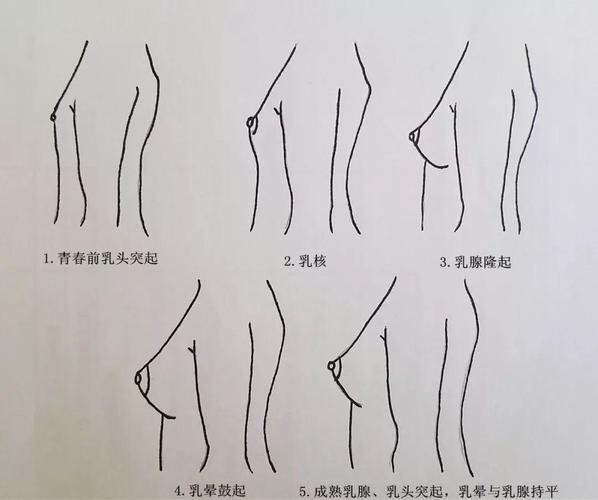 乳房小为什么