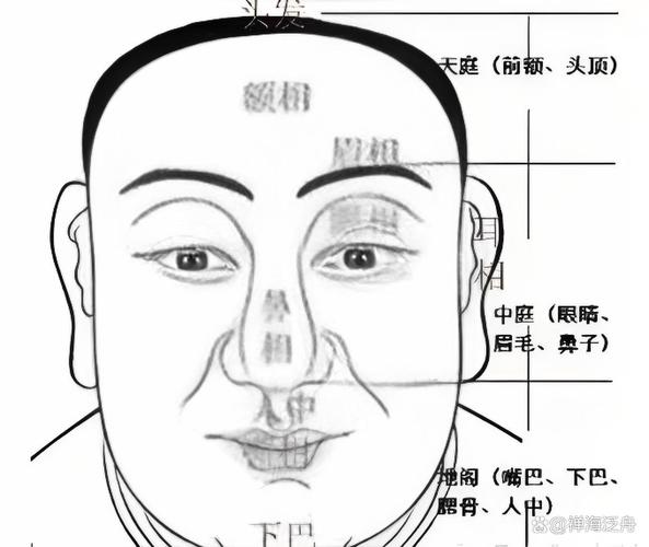 额头又叫什么