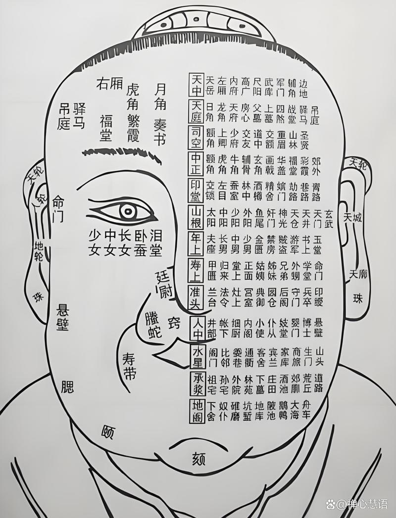 额头又叫什么