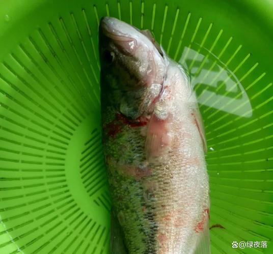 鲜活的什么