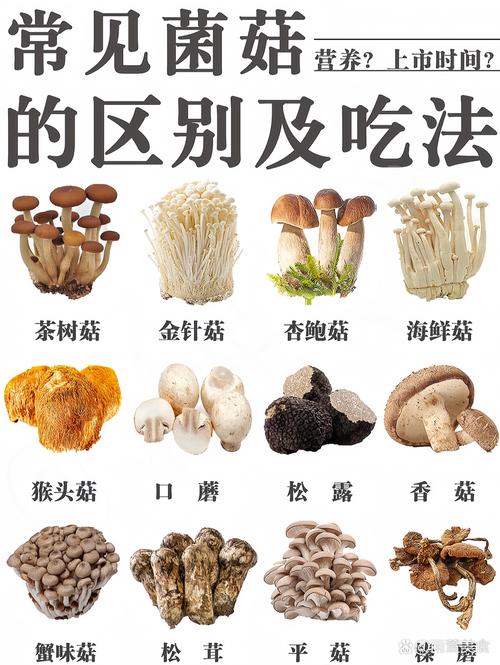什么蘑菇减肥