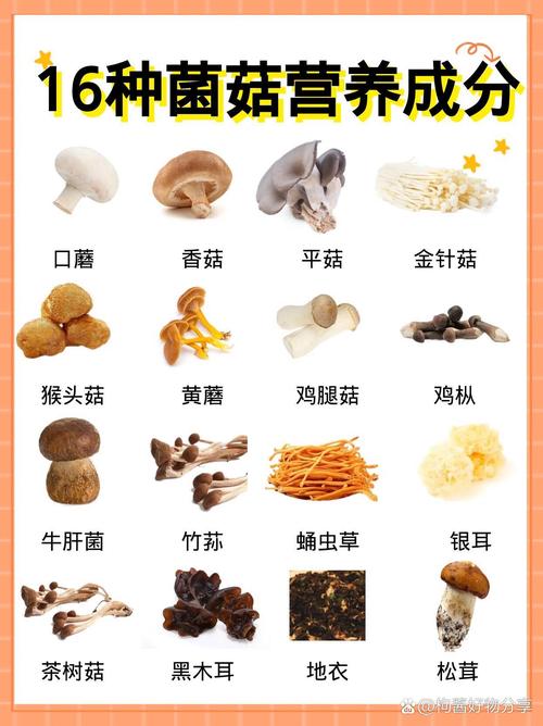 什么菌类减肥