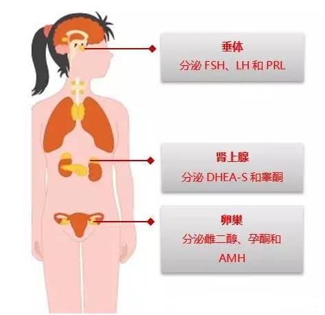 性激素由什么分泌