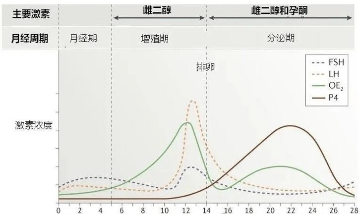 性激素由什么分泌