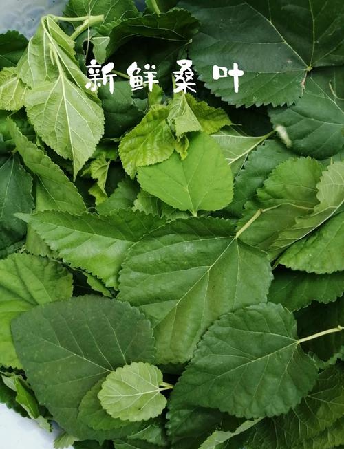 什么桑叶减肥吗