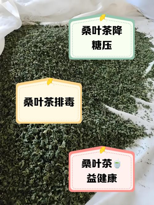什么桑叶减肥法