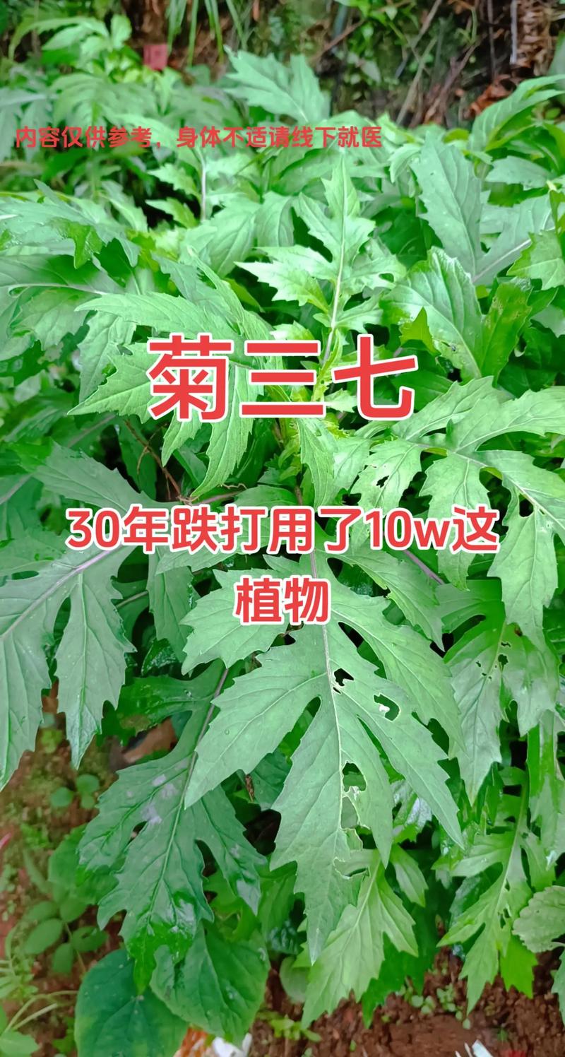 什么是土三七