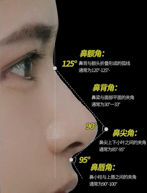 鼻梁在什么位置