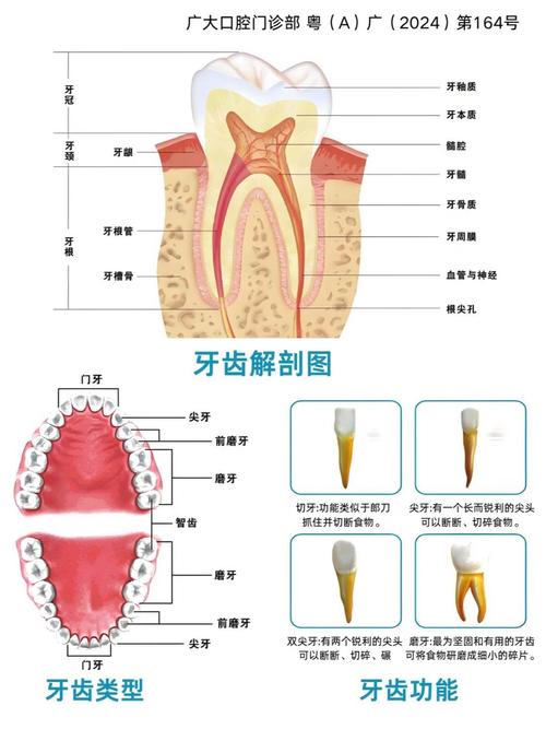 牙带是什么
