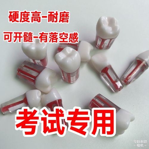 牙带是什么