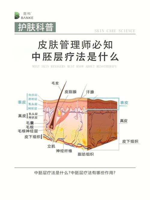 什么是胚层
