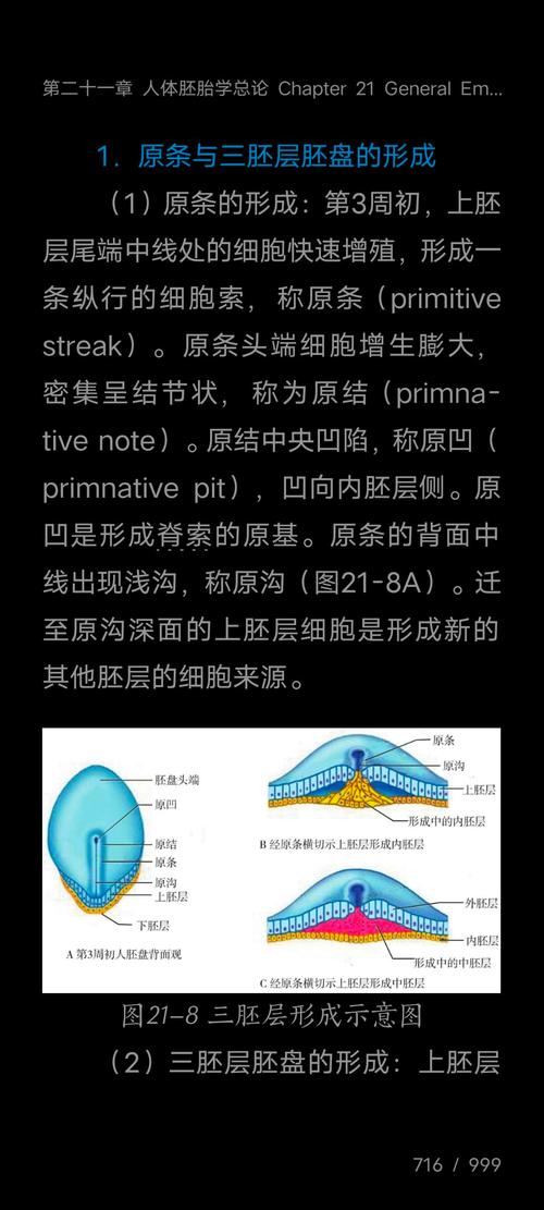 什么是胚层