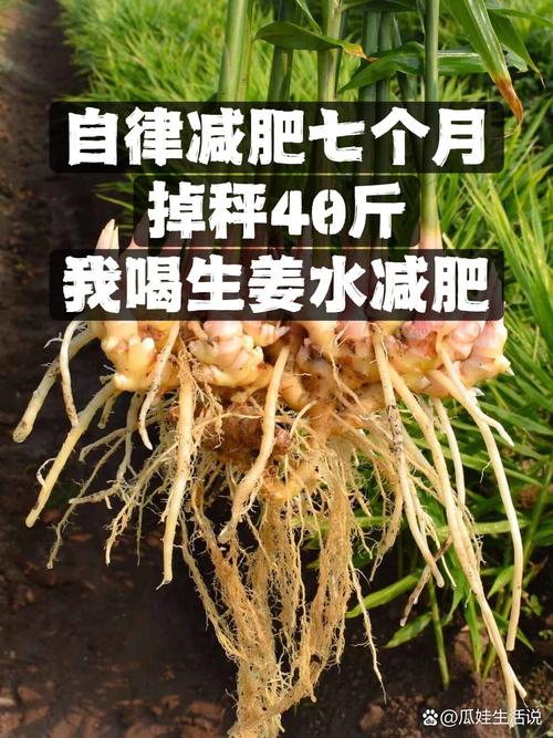 姜?也栉?什么可以减肥