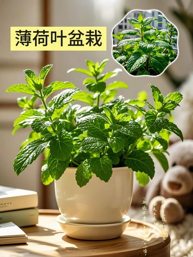 薄荷叶为什么能减肥