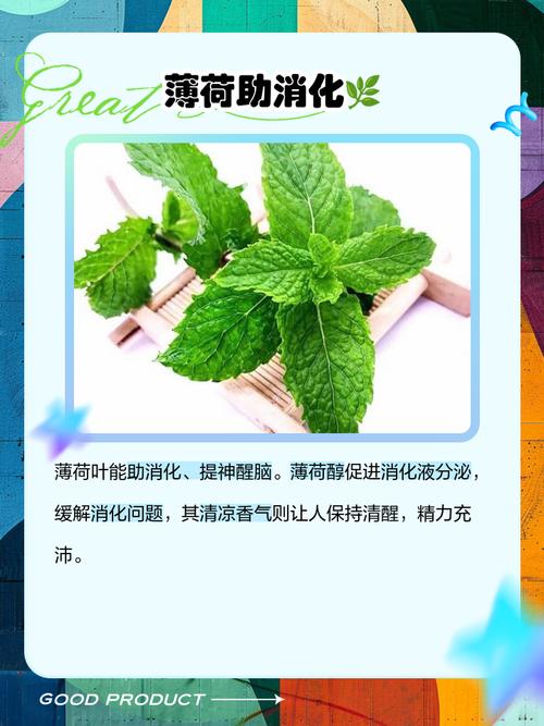 薄荷叶为什么能减肥