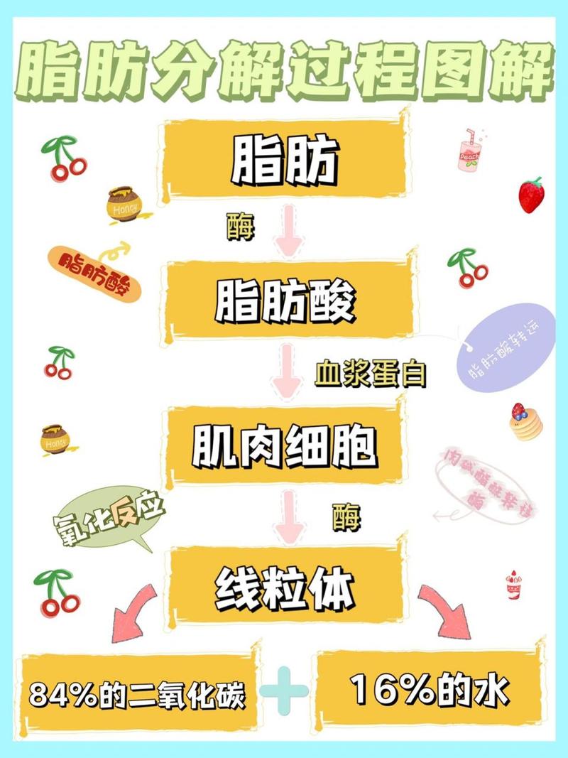 脂肪分解需要什么