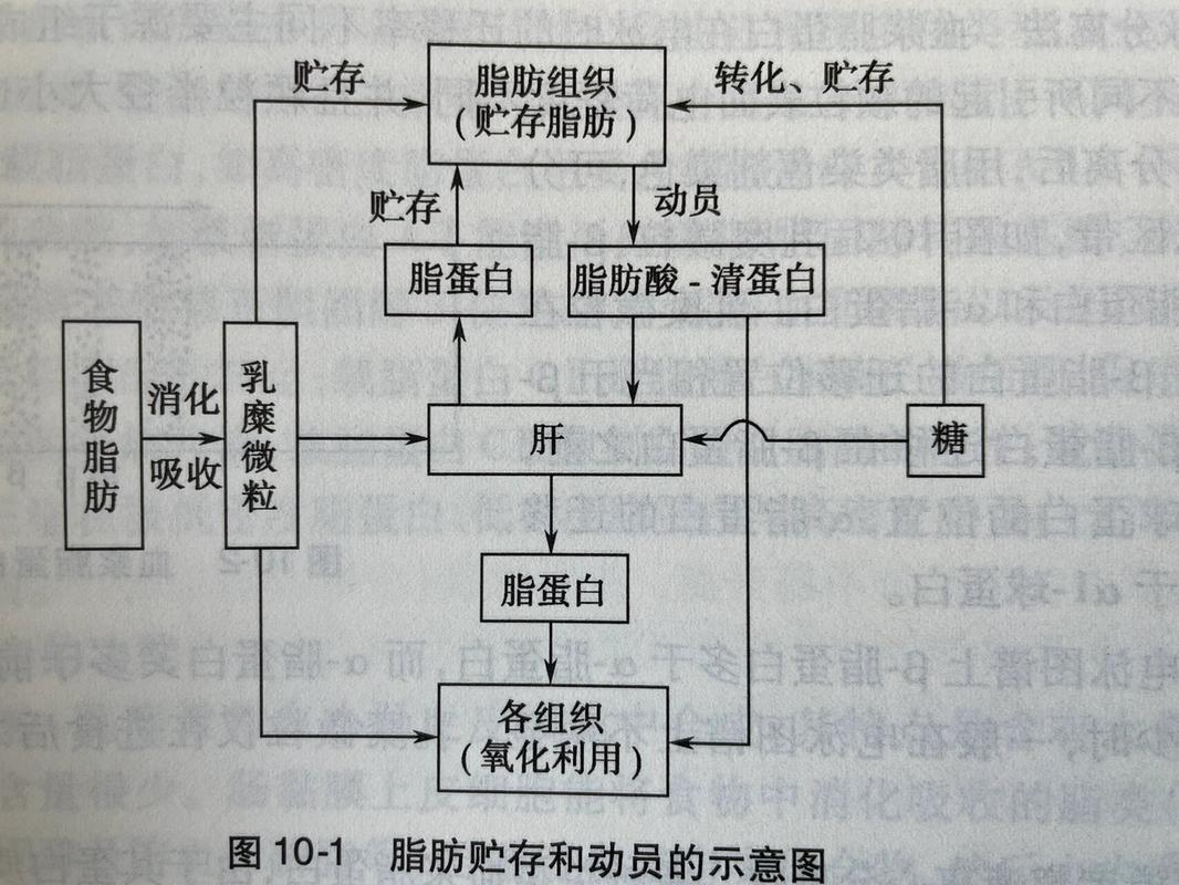 脂肪分解需要什么